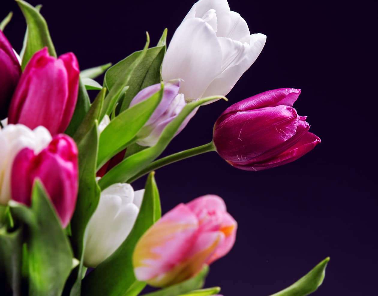 Tulip Bouquet